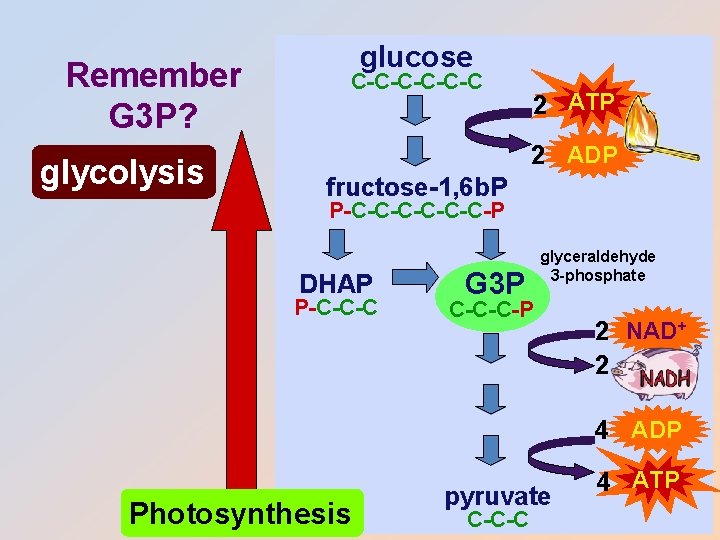 Remember G 3 P? glycolysis glucose C-C-C-C 2 ATP 2 ADP fructose-1, 6 b.