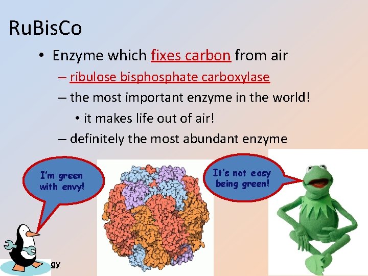 Ru. Bis. Co • Enzyme which fixes carbon from air – ribulose bisphosphate carboxylase