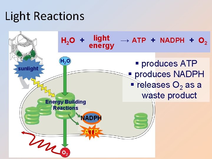 Light Reactions H 2 O + light → ATP + NADPH + O 2