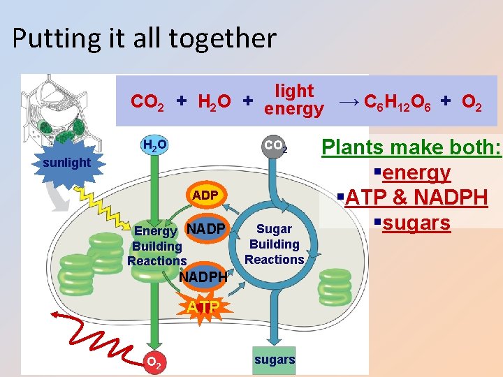 Putting it all together light CO 2 + H 2 O + energy →