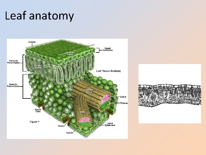 Leaf anatomy 