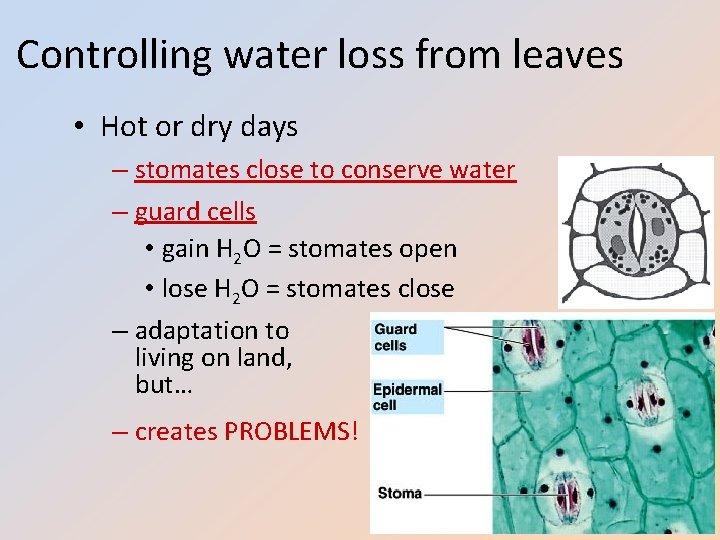Controlling water loss from leaves • Hot or dry days – stomates close to