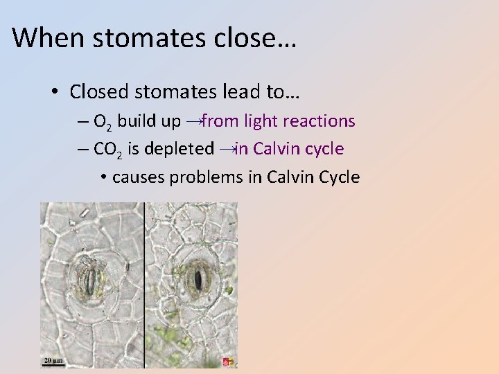 When stomates close… • Closed stomates lead to… – O 2 build up →from