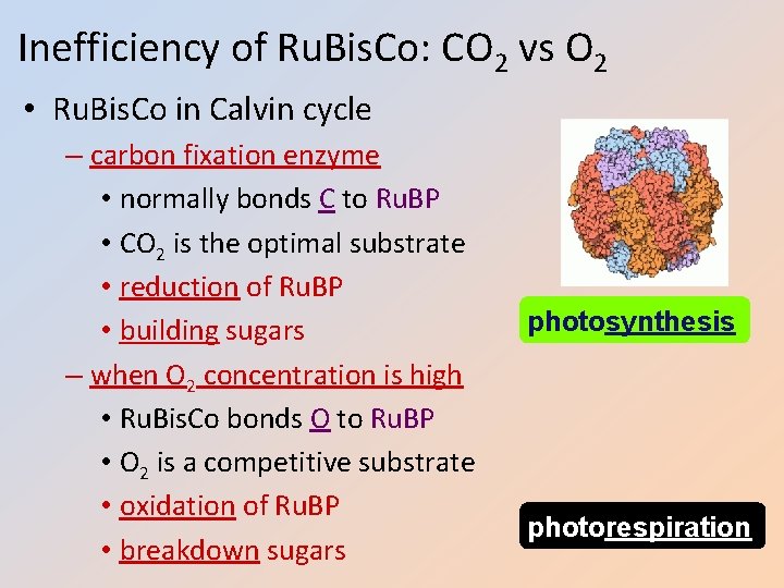 Inefficiency of Ru. Bis. Co: CO 2 vs O 2 • Ru. Bis. Co