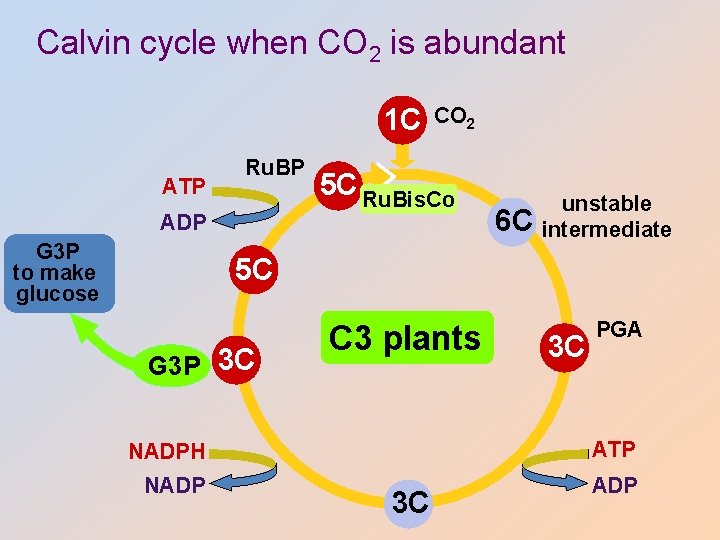 Calvin cycle when CO 2 is abundant 1 C ATP Ru. BP ADP G