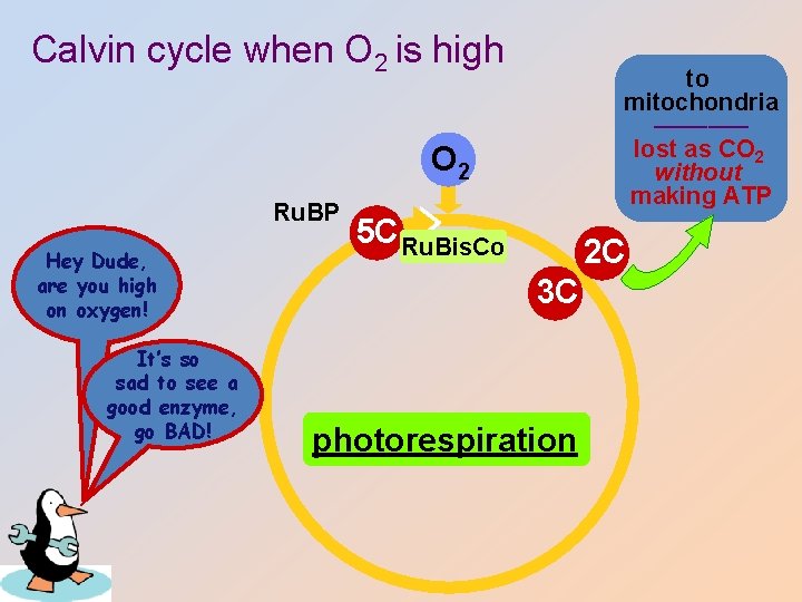 Calvin cycle when O 2 is high to mitochondria ––––––– lost as CO 2