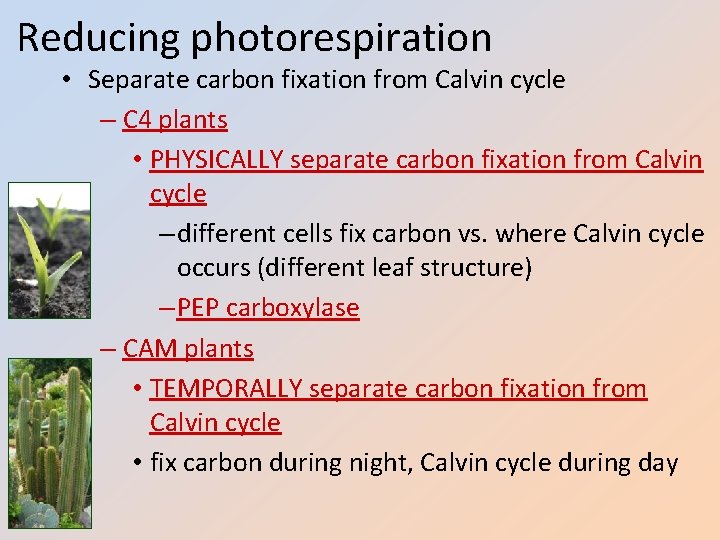 Reducing photorespiration • Separate carbon fixation from Calvin cycle – C 4 plants •