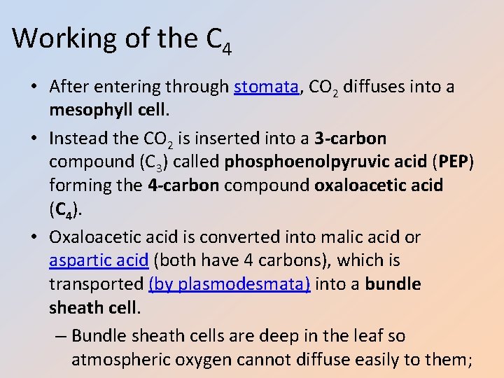 Working of the C 4 • After entering through stomata, CO 2 diffuses into