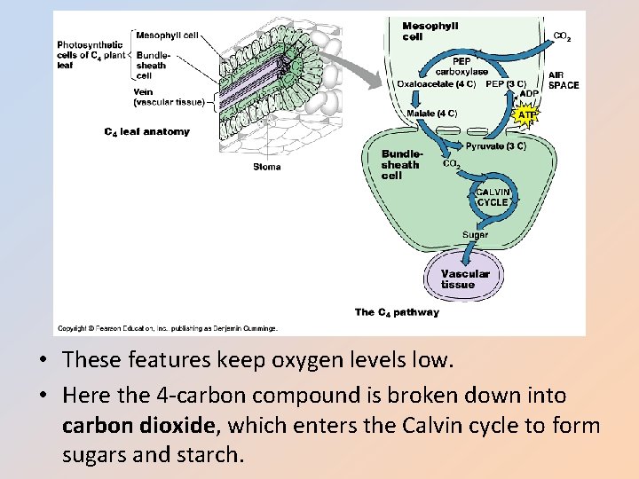  • These features keep oxygen levels low. • Here the 4 -carbon compound