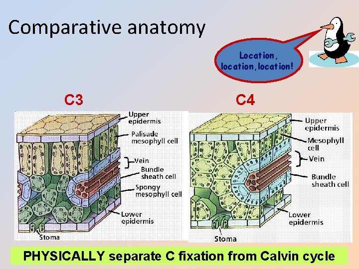 Comparative anatomy Location, location! C 3 C 4 PHYSICALLY separate C fixation from Calvin