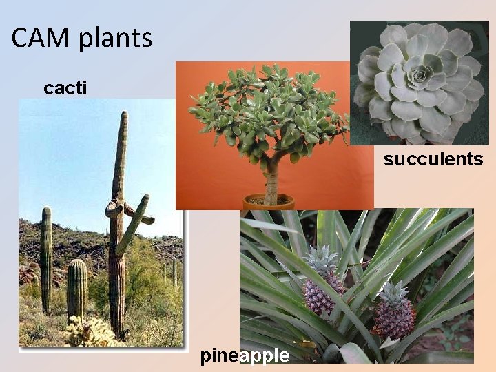 CAM plants cacti succulents pineapple 