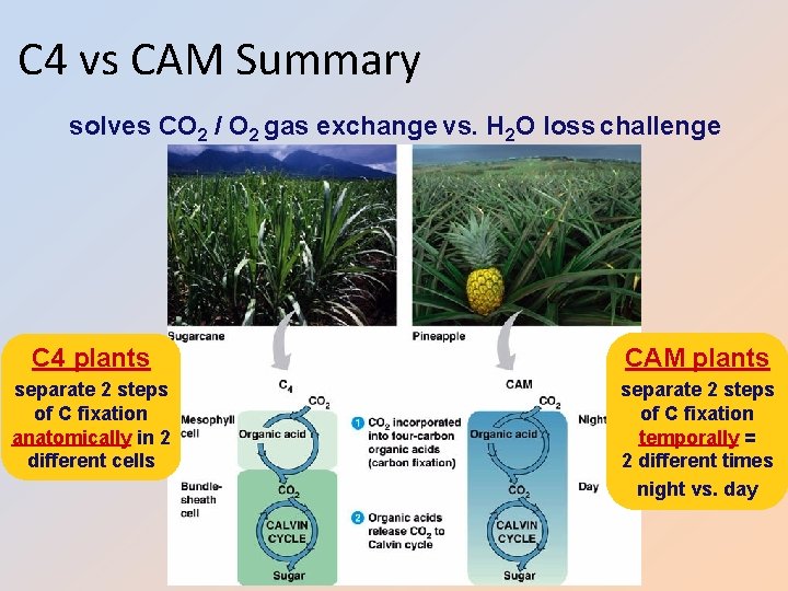 C 4 vs CAM Summary solves CO 2 / O 2 gas exchange vs.