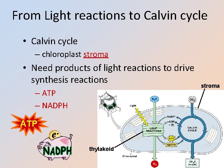 From Light reactions to Calvin cycle • Calvin cycle – chloroplast stroma • Need