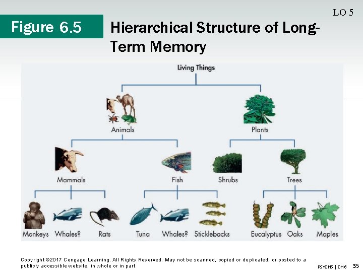 Figure 6. 5 LO 5 Hierarchical Structure of Long. Term Memory Copyright © 2017
