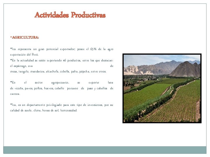 Actividades Productivas • AGRICULTURA: • Ica representa un gran potencial exportador; posee el 65%