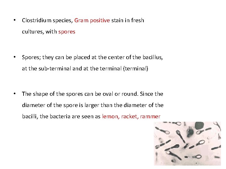  • Clostridium species, Gram positive stain in fresh cultures, with spores • Spores;
