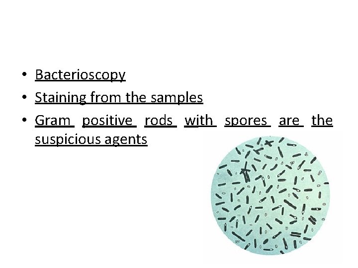  • Bacterioscopy • Staining from the samples • Gram positive rods with spores