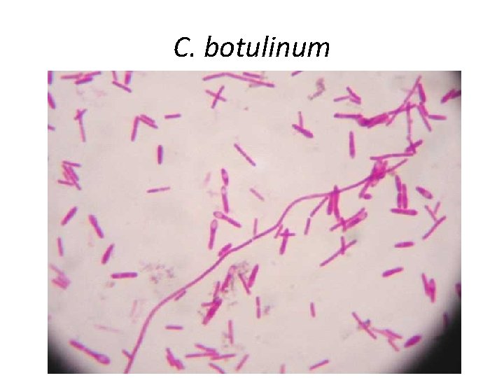 C. botulinum 