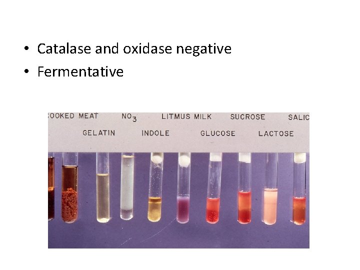  • Catalase and oxidase negative • Fermentative 