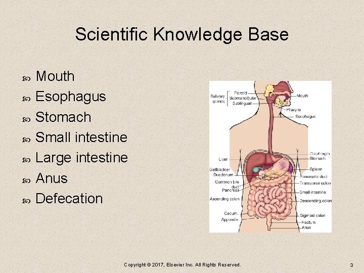 Scientific Knowledge Base Mouth Esophagus Stomach Small intestine Large intestine Anus Defecation Copyright ©