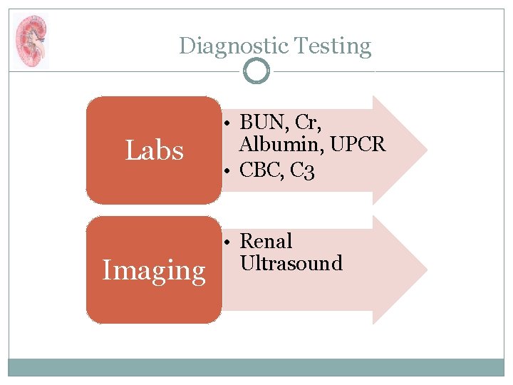 Diagnostic Testing Labs Imaging • BUN, Cr, Albumin, UPCR • CBC, C 3 •