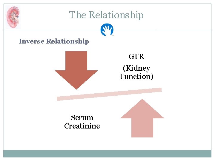 The Relationship Inverse Relationship GFR (Kidney Function) Serum Creatinine 