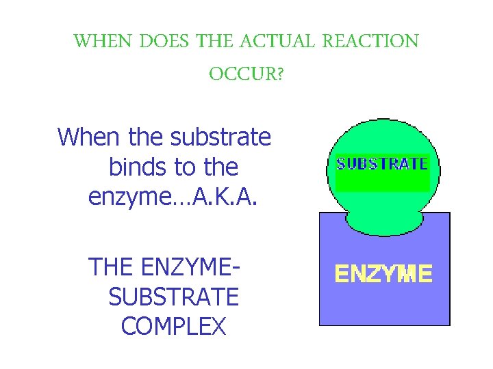 WHEN DOES THE ACTUAL REACTION OCCUR? When the substrate binds to the enzyme…A. K.