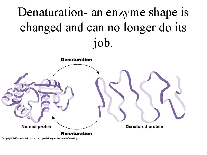 Denaturation- an enzyme shape is changed and can no longer do its job. 