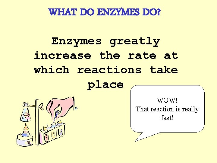 WHAT DO ENZYMES DO? Enzymes greatly increase the rate at which reactions take place