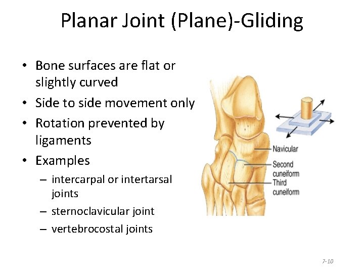Planar Joint (Plane)-Gliding • Bone surfaces are flat or slightly curved • Side to