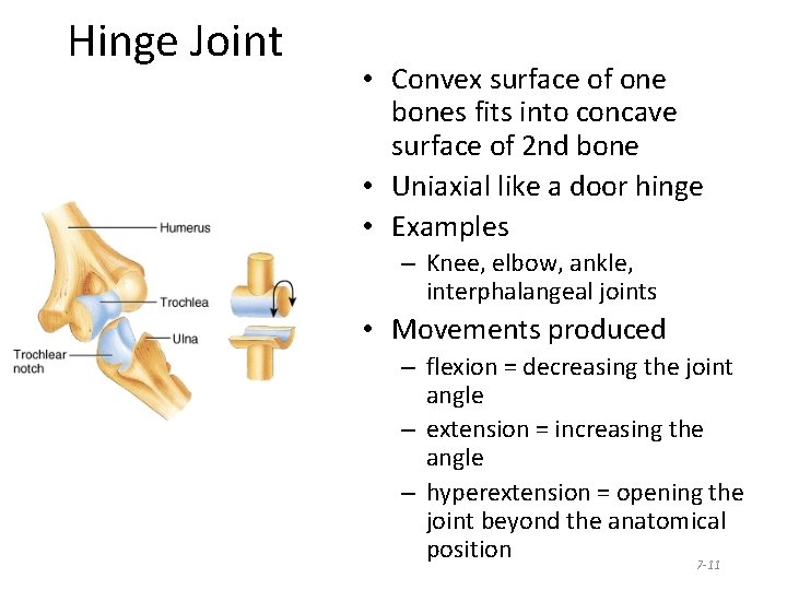 Hinge Joint • Convex surface of one bones fits into concave surface of 2 Hinge Joint • Convex surface of one bones fits into concave surface of 2