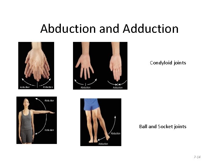 Abduction and Adduction Condyloid joints Ball and Socket joints 7 -14 Abduction and Adduction Condyloid joints Ball and Socket joints 7 -14