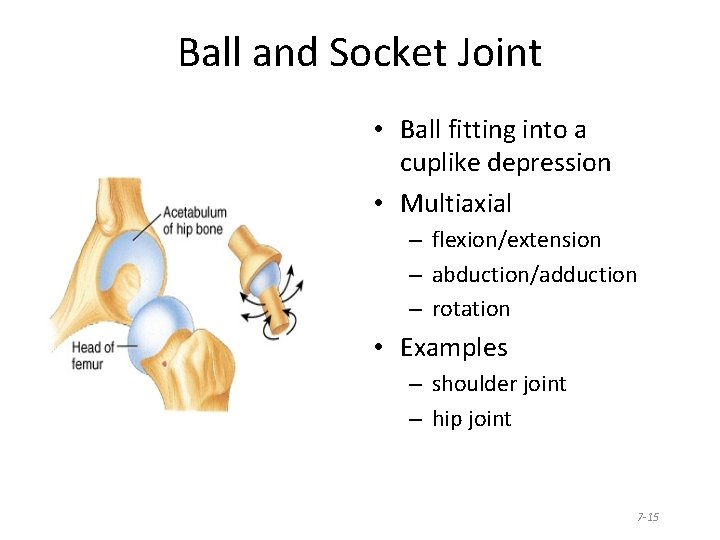 Ball and Socket Joint • Ball fitting into a cuplike depression • Multiaxial –