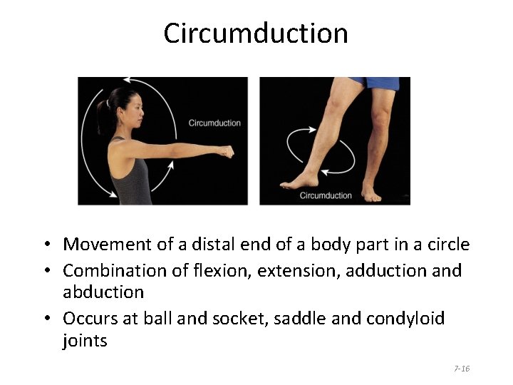 Circumduction • Movement of a distal end of a body part in a circle