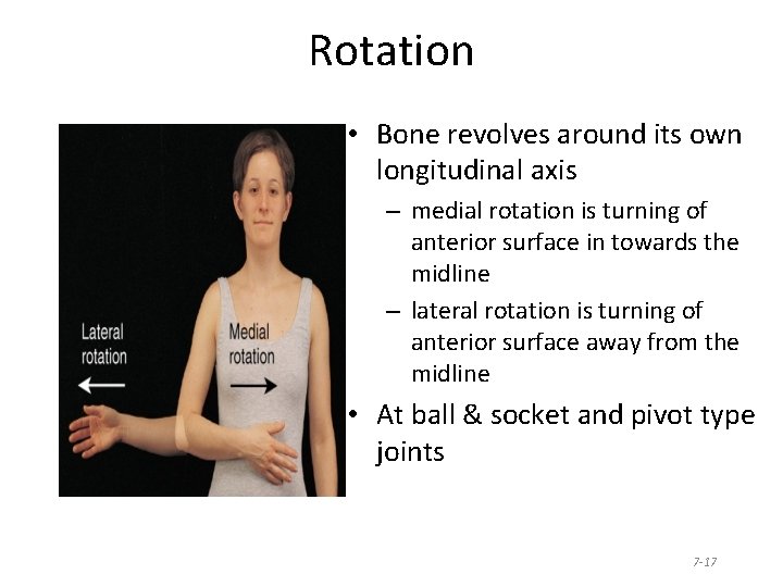 Rotation • Bone revolves around its own longitudinal axis – medial rotation is turning
