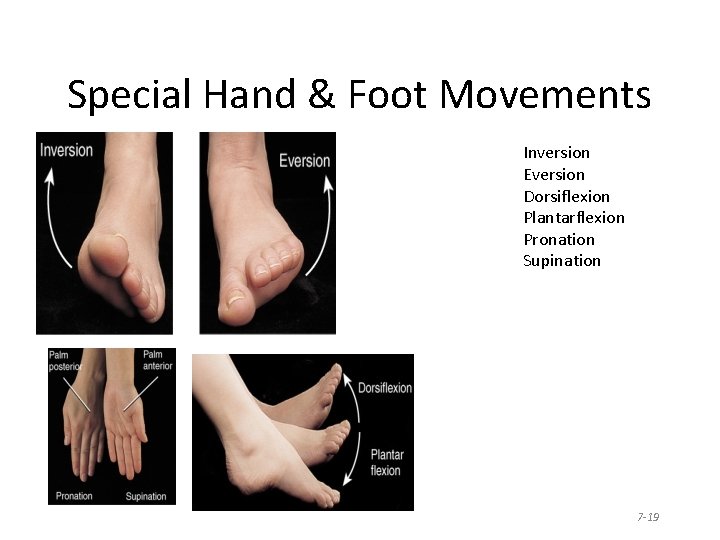 Special Hand & Foot Movements Inversion Eversion Dorsiflexion Plantarflexion Pronation Supination 7 -19 