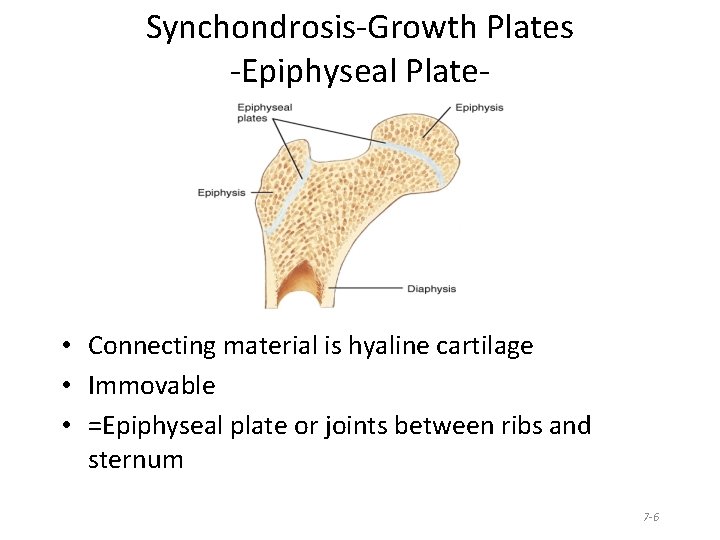 Synchondrosis-Growth Plates -Epiphyseal Plate- • Connecting material is hyaline cartilage • Immovable • =Epiphyseal