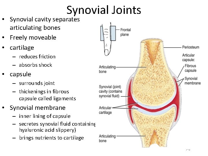 Synovial Joints • Synovial cavity separates articulating bones • Freely moveable • cartilage –
