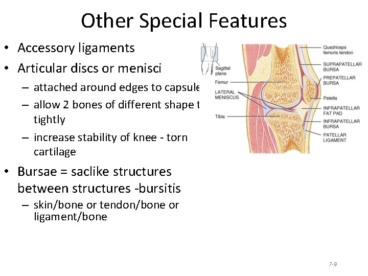 Other Special Features • Accessory ligaments • Articular discs or menisci – attached around