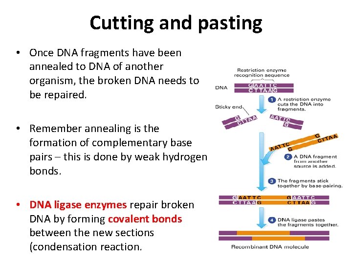 Cutting and pasting • Once DNA fragments have been annealed to DNA of another