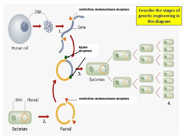 restriction endonuclease enzymes ligase enzymes restriction endonuclease enzymes Describe the stages of genetic engineering