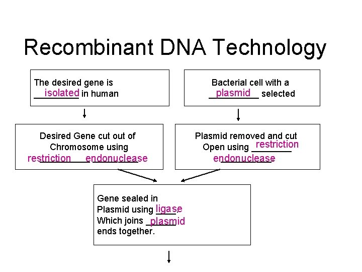 Recombinant DNA Technology The desired gene is isolated in human _____ Desired Gene cut