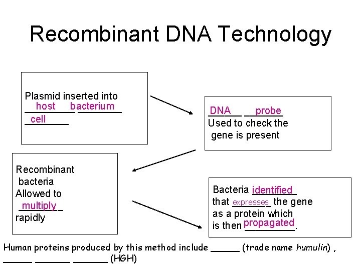 Recombinant DNA Technology Plasmid inserted into host bacterium _______ cell _______ Recombinant bacteria Allowed