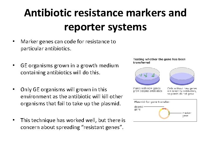 Antibiotic resistance markers and reporter systems • Marker genes can code for resistance to