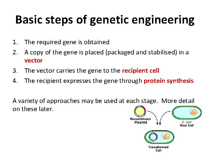 Basic steps of genetic engineering 1. The required gene is obtained 2. A copy