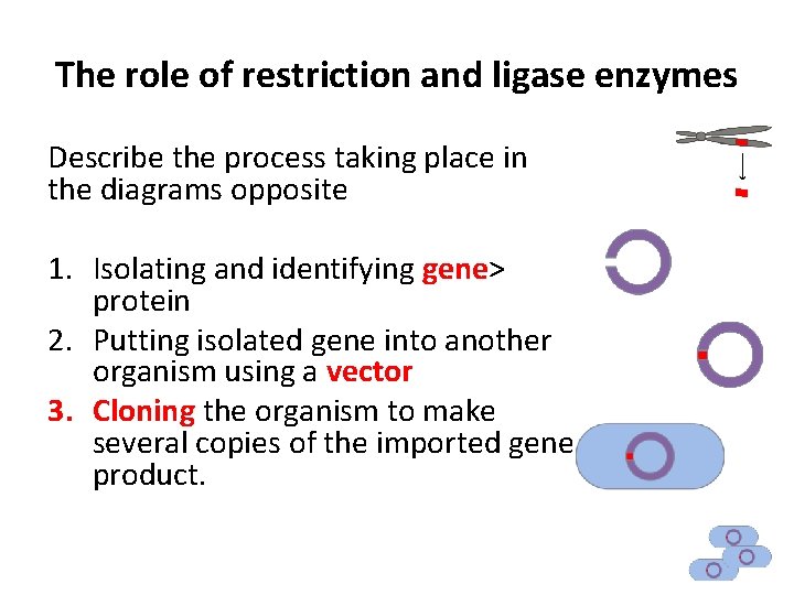 The role of restriction and ligase enzymes Describe the process taking place in the