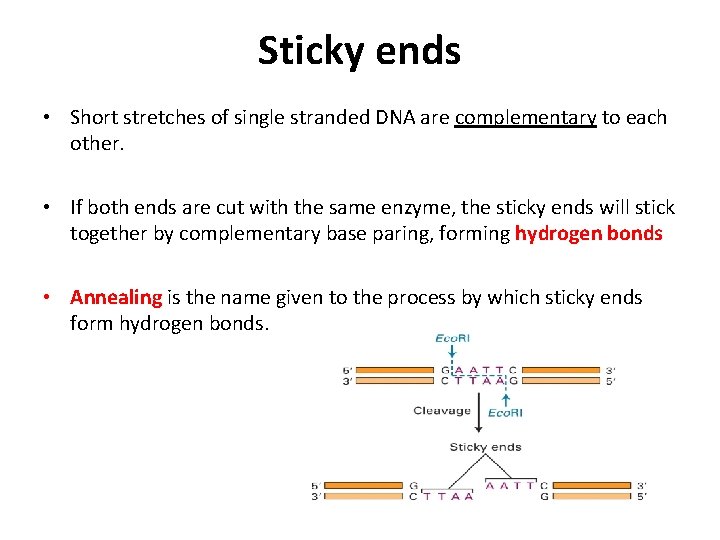 Sticky ends • Short stretches of single stranded DNA are complementary to each other.