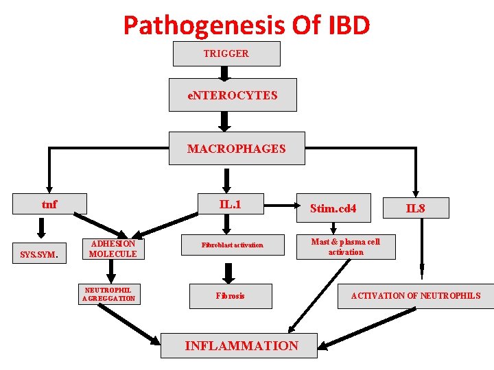 Pathogenesis Of IBD TRIGGER e. NTEROCYTES MACROPHAGES tnf SYS. SYM. IL. 1 ADHESION MOLECULE