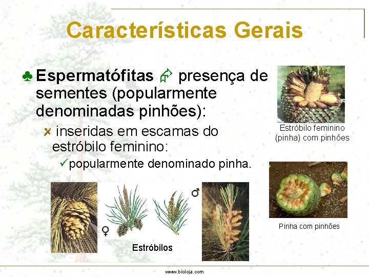 Características Gerais ♣ Espermatófitas presença de sementes (popularmente denominadas pinhões): inseridas em escamas do