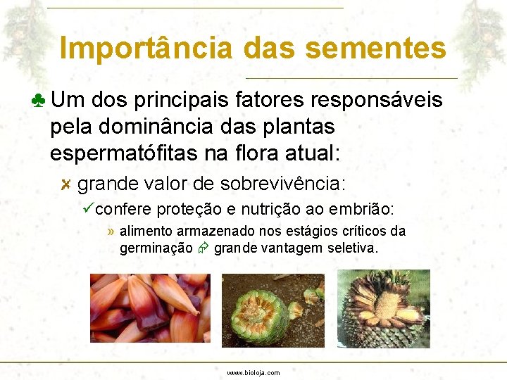 Importância das sementes ♣ Um dos principais fatores responsáveis pela dominância das plantas espermatófitas